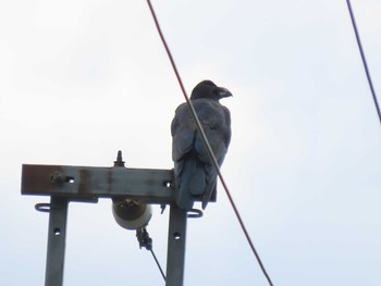 Large-billed Crow アテビ平小鳥の森 Sun, 8/8/2021