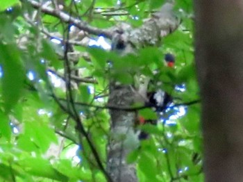 Great Spotted Woodpecker アテビ平小鳥の森 Sun, 8/8/2021