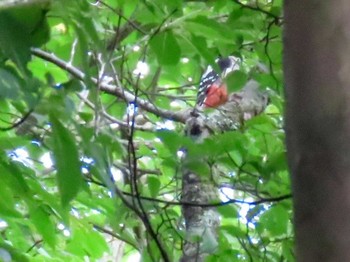 Great Spotted Woodpecker アテビ平小鳥の森 Sun, 8/8/2021