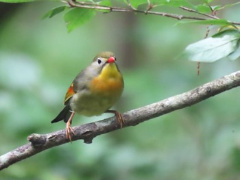 Red-billed Leiothrix アテビ平小鳥の森 Sun, 8/8/2021