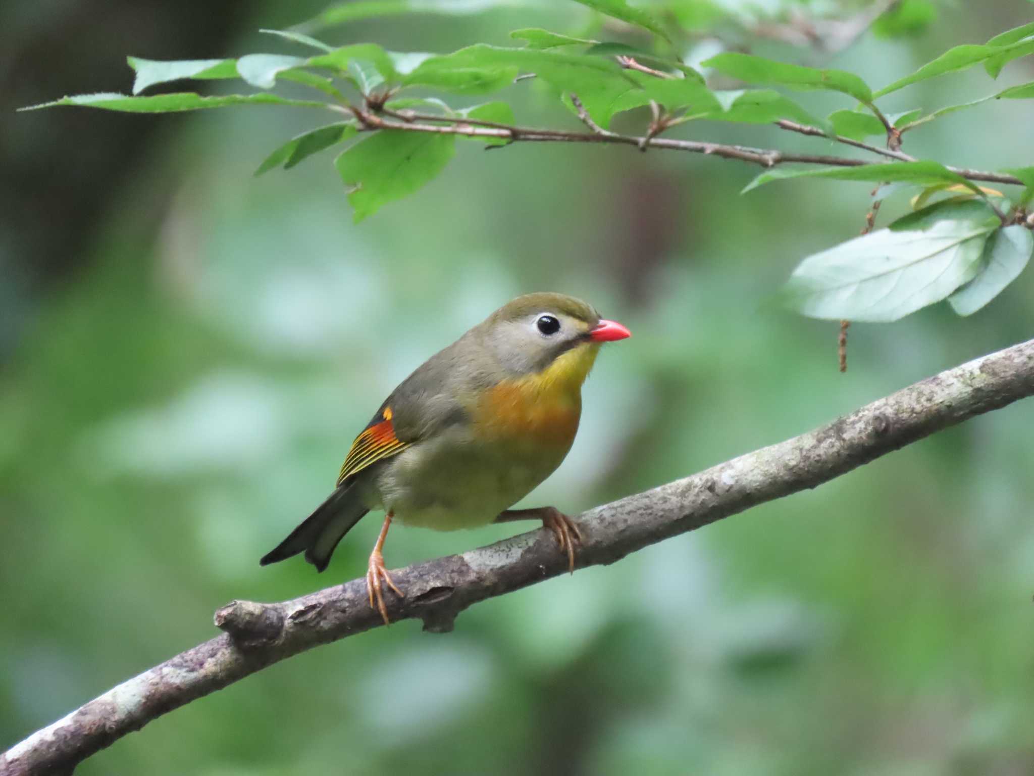 Photo of Red-billed Leiothrix at アテビ平小鳥の森 by OHモリ