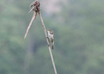 Mon, 7/12/2021 Birding report at 春採湖