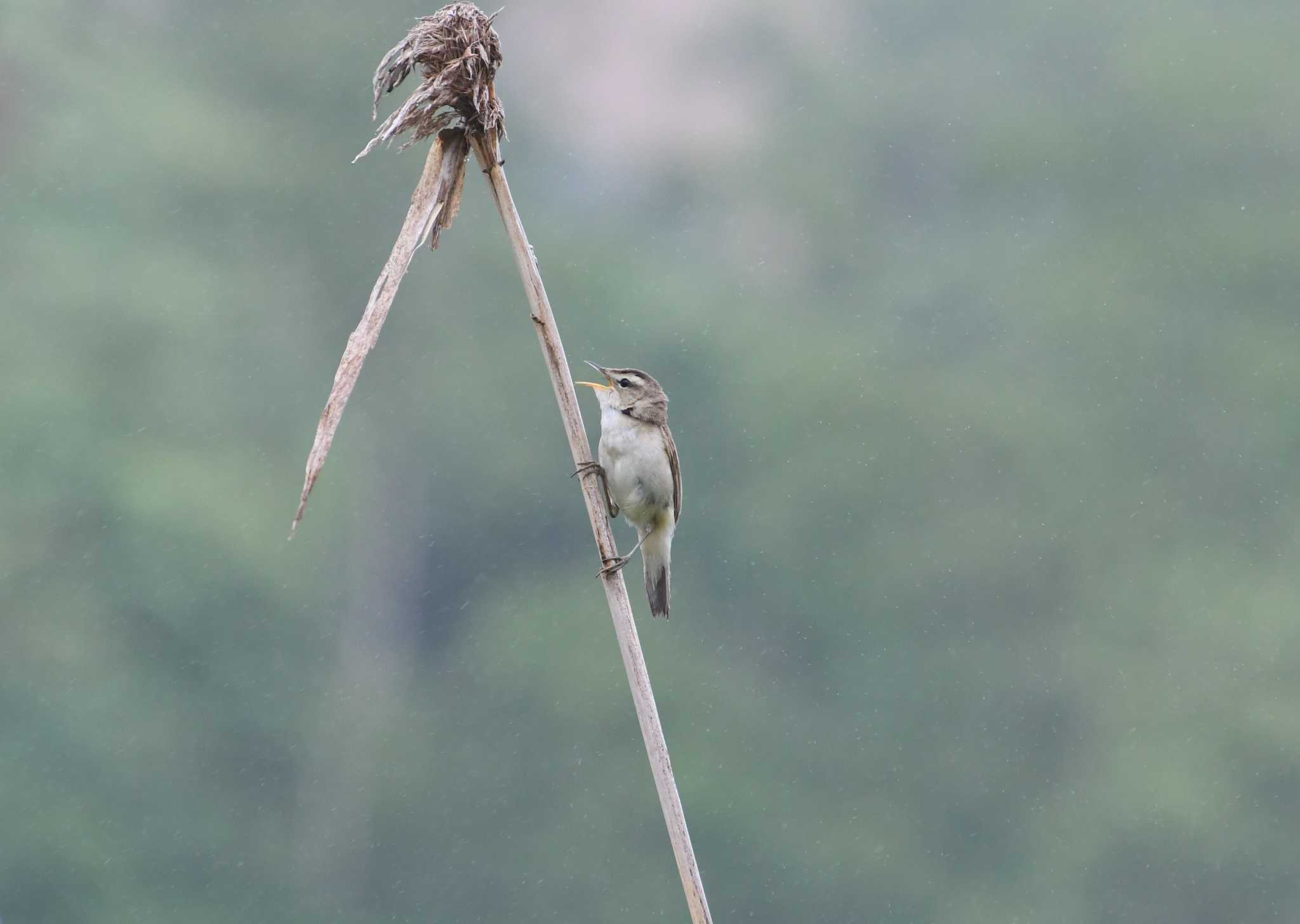 Photo of Black-browed Reed Warbler at 春採湖 by 大鷭7945