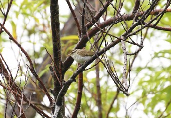 Sakhalin Leaf Warbler 春採湖 Mon, 7/12/2021