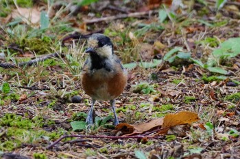 2021年8月9日(月) 福井緑地(札幌市西区)の野鳥観察記録