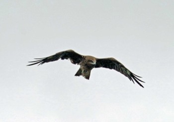 Black Kite 浜名湖 Mon, 8/9/2021