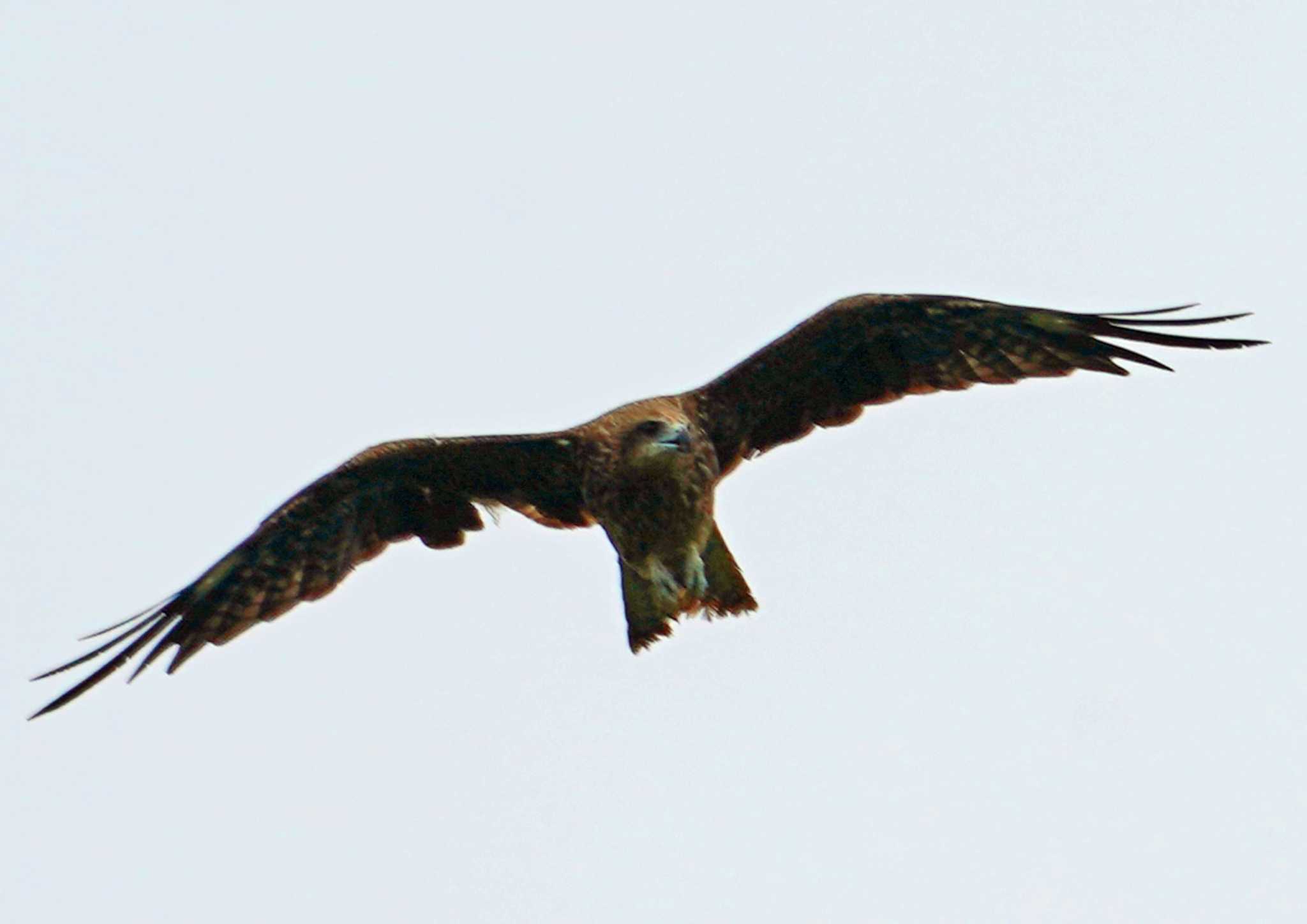 Photo of Black Kite at 浜名湖 by Chacoder