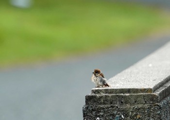 Eurasian Tree Sparrow 浜名湖 Mon, 8/9/2021