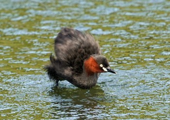 Little Grebe 浜名湖 Mon, 8/9/2021