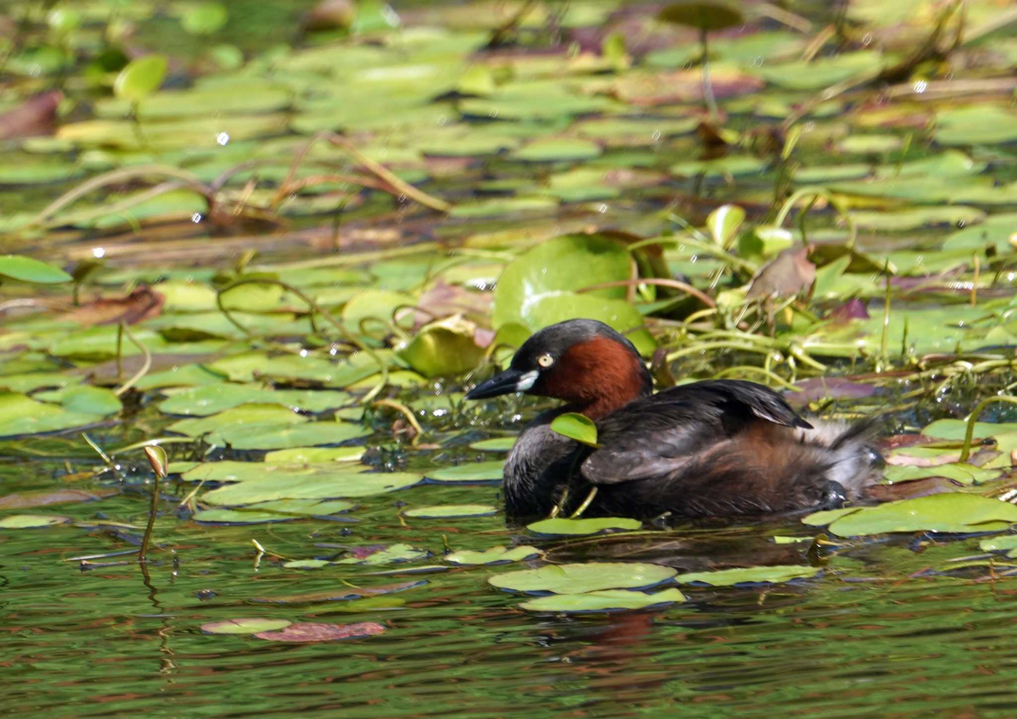 Photo of Little Grebe at 浜名湖 by Chacoder