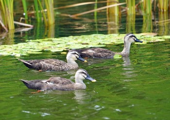 Eastern Spot-billed Duck 浜名湖 Mon, 8/9/2021