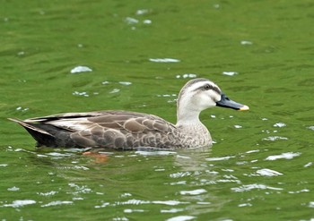 Eastern Spot-billed Duck 浜名湖 Mon, 8/9/2021