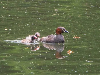 Little Grebe Shakujii Park Sat, 5/15/2021