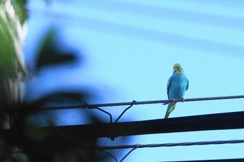 Budgerigar 千葉県 Thu, 8/5/2021