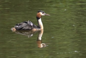 Great Crested Grebe 青森県小川原湖 Sun, 8/8/2021