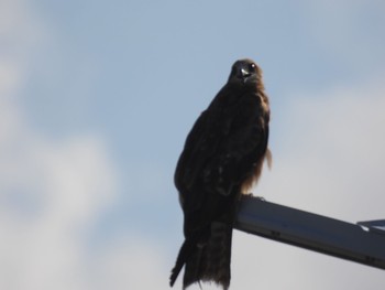 Black Kite ヒスイ海岸 Sun, 8/8/2021