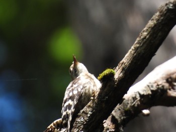 Japanese Pygmy Woodpecker 上高地遊歩道 Sat, 8/7/2021