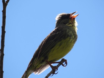 2021年8月7日(土) 大正池の野鳥観察記録