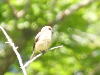 Bull-headed Shrike 上高地 Sat, 8/7/2021