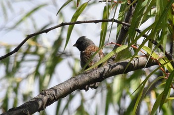 Black-chinned Sparrow mexico Tue, 8/10/2021