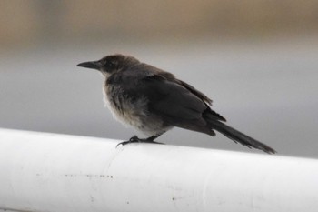 Great-tailed Grackle mexico Tue, 8/10/2021