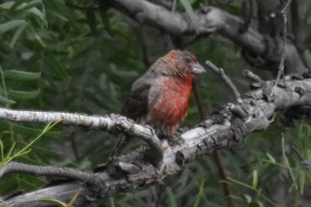 House Finch mexico Tue, 8/10/2021