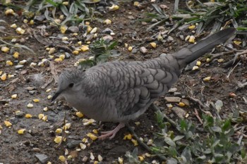 Inca Dove mexico Tue, 8/10/2021