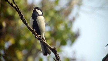 シジュウカラ 埼玉県 2017年3月25日(土)