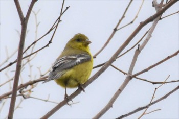 Lesser Goldfinch mexico Tue, 8/10/2021