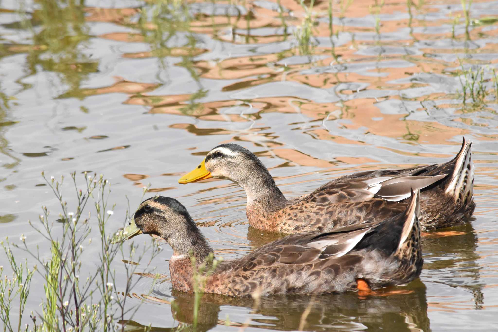 Photo of Mexican Duck at mexico by ヨシテル