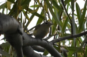 Warbling Vireo Unknown Spots Tue, 8/10/2021
