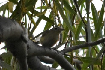 Warbling Vireo