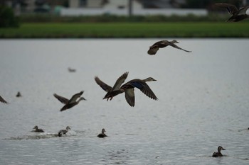 2021年8月10日(火) 潟ノ内(島根県松江市)の野鳥観察記録