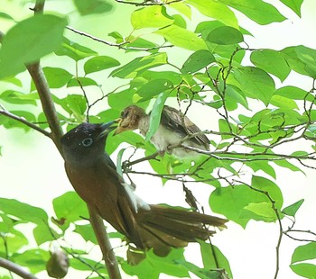 サンコウチョウ 東京都多摩地域 2021年8月5日(木)