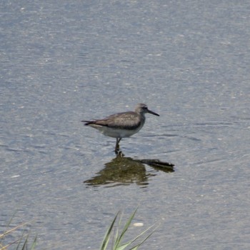 Grey-tailed Tattler Osaka Nanko Bird Sanctuary Tue, 8/10/2021