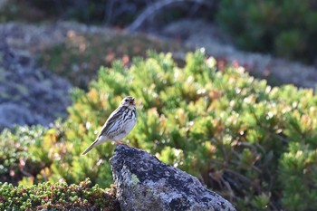 Olive-backed Pipit 北海道 Mon, 7/26/2021