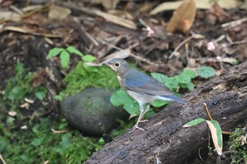 Siberian Blue Robin 北海道 Wed, 8/4/2021