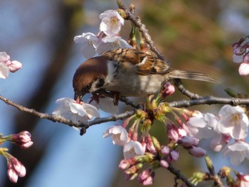 Eurasian Tree Sparrow Nagai Botanical Garden Tue, 4/4/2017