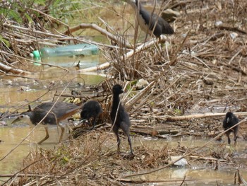 White-breasted Waterhen Yoron Island Tue, 8/10/2021