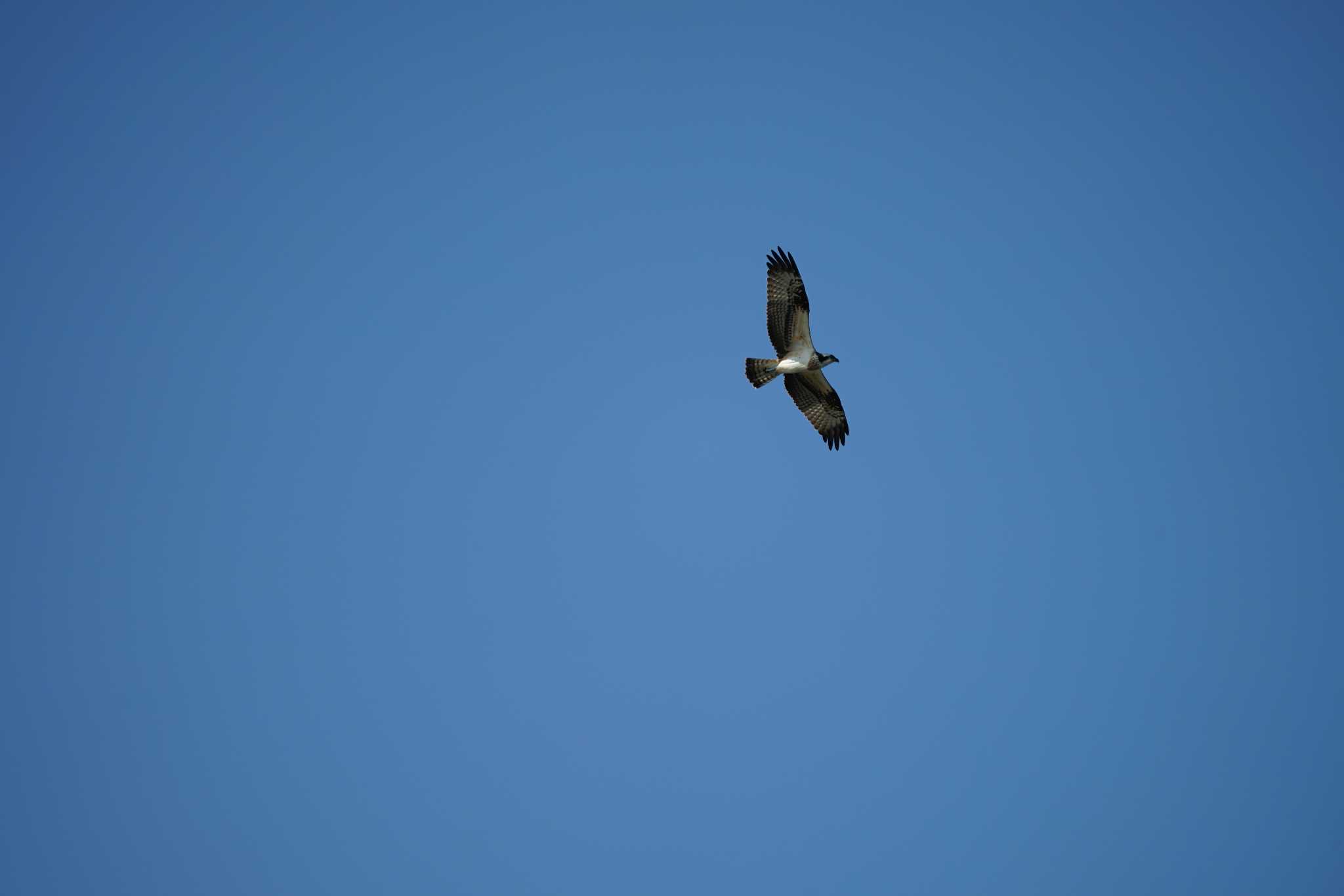 Photo of Osprey at 飯梨川河口(島根県安来市) by ひらも