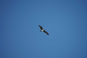 Osprey 飯梨川河口(島根県安来市) Tue, 8/10/2021