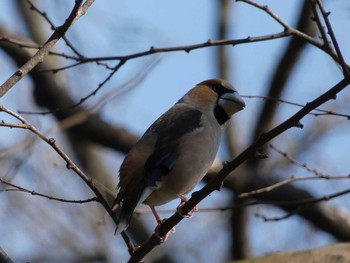 シメ 長居公園植物園 2017年4月4日(火)