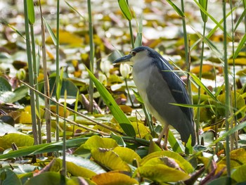 Black-crowned Night Heron Shakujii Park Sat, 5/15/2021