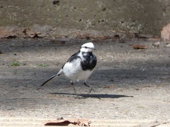 White Wagtail Nagai Botanical Garden Tue, 4/4/2017