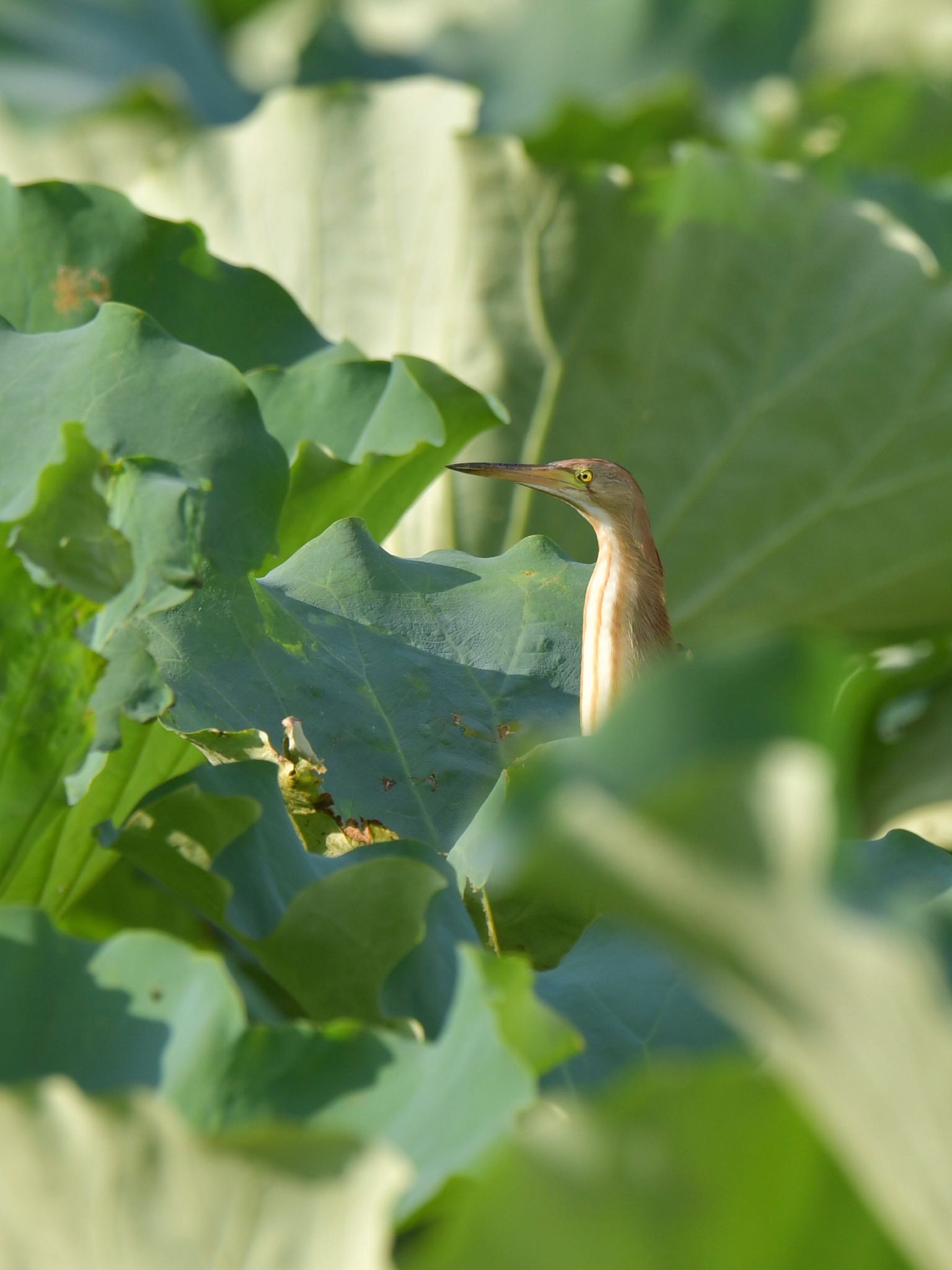 Photo of Yellow Bittern at  by ヨウコ