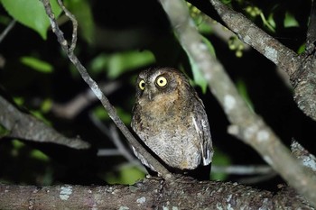 Ryukyu Scops Owl Ishigaki Island Wed, 5/26/2021
