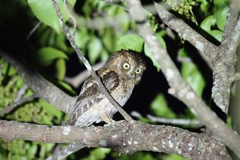 リュウキュウコノハズク 石垣島 2021年5月26日(水)