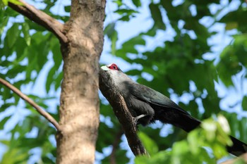 Green-billed Malkoha Sri Nakhon Khuean Khan Park And Botanical Garden Sun, 3/19/2017