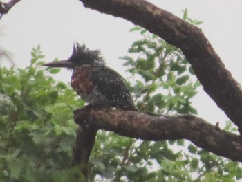 Giant Kingfisher