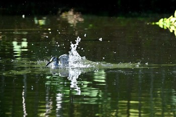 ササゴイ 場所が不明 2021年8月10日(火)